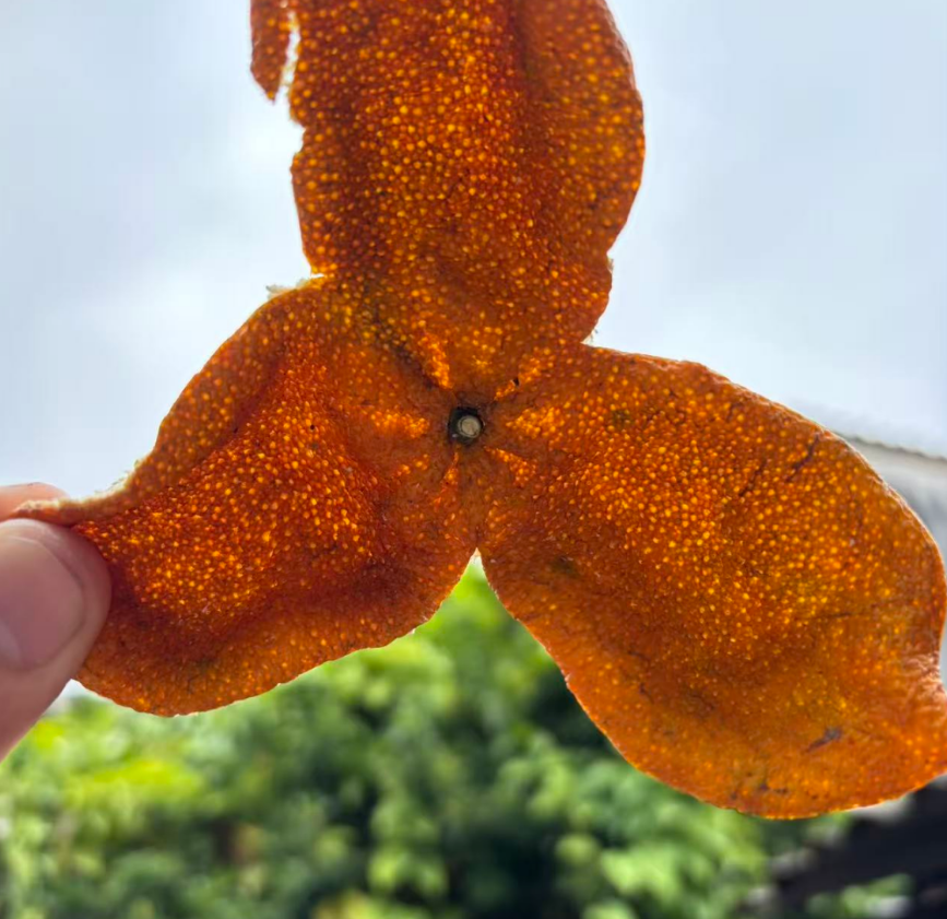 Xinhui Chenpi - Ripe fruit peel 广东新会陈皮 成熟果皮